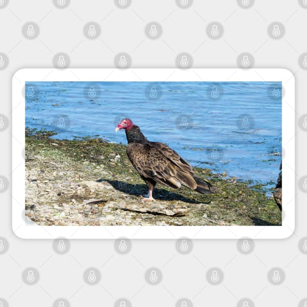 Turkey Vulture Standing On A Beach Sticker by BackyardBirder